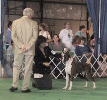American Bulldog Breeder in  Michigan